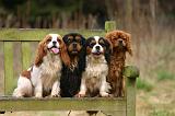 CAVALIER KING CHARLES 765